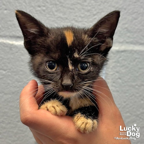 Cove, Baby Domestic Short Hair / Mixed (short coat), cat for adoption in Annapolis, Maryland