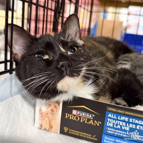 Cove, a cat for adoption from Lucky Dog Animal Rescue