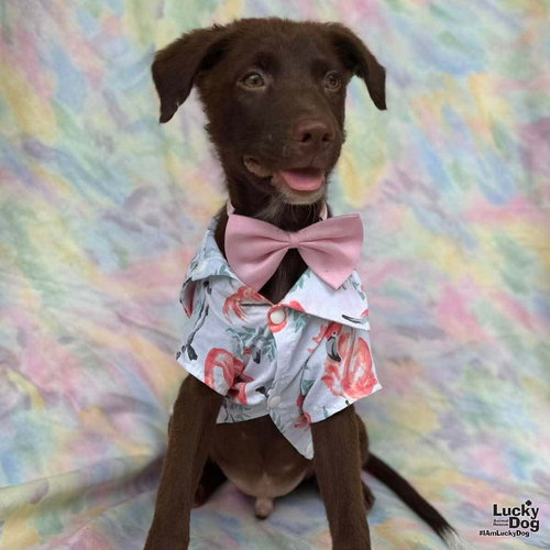 Hershey, an adoptable Labrador Retriever in Washington, DC