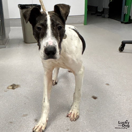 Gus, an adoptable Shepherd in Washington, DC