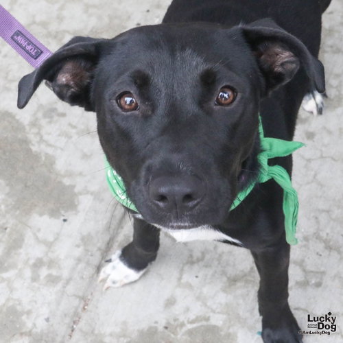 Jaylin, an adoptable Retriever in Washington, DC
