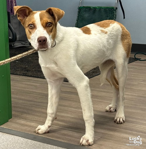 Sheena, an adoptable Hound in Washington, DC