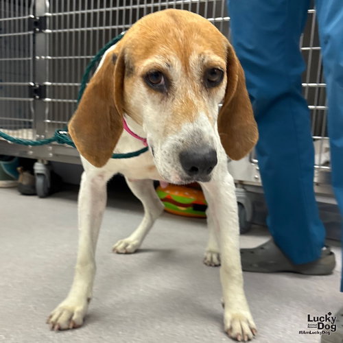 Whiskey, an adoptable Hound in Washington, DC