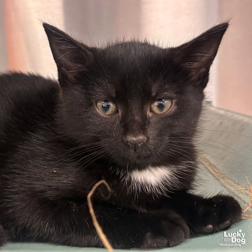 Swatch, an adoptable Domestic Short Hair in Washington, DC