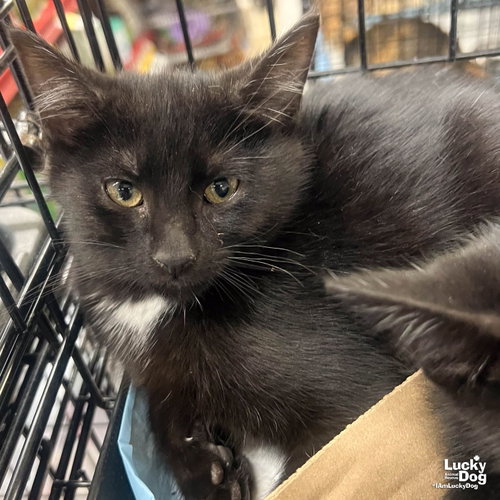 Swatch, an adoptable Domestic Short Hair in Washington, DC