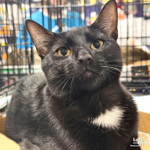 Swatch, a cat for adoption from Lucky Dog Animal Rescue