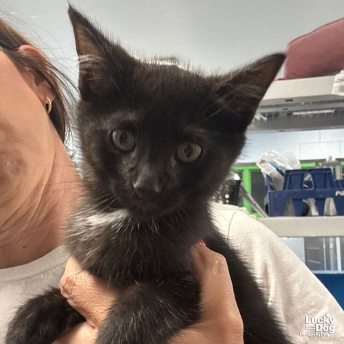 Suede, Baby Domestic Short Hair / Mixed (short coat), cat for adoption in Bowie, Maryland