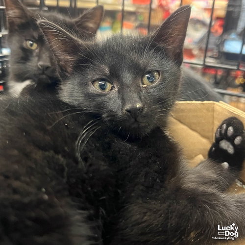 Suede, an adoptable Domestic Short Hair in Washington, DC