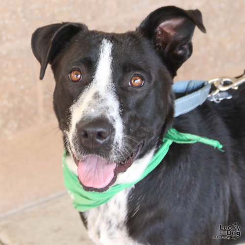Pretty, a dog for adoption from Lucky Dog Animal Rescue