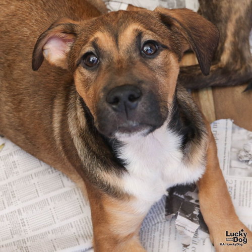 Natalie, an adoptable Shepherd in Washington, DC