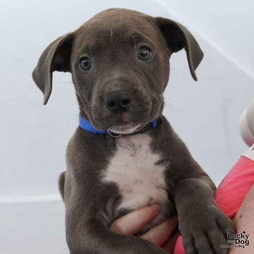 Frank, an adoptable Terrier in Washington, DC