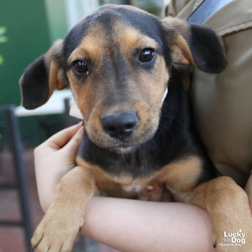 Azra, an adoptable Shepherd in Washington, DC