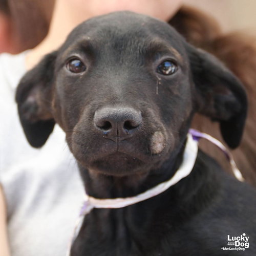 Asteroid, an adoptable Shepherd in Washington, DC