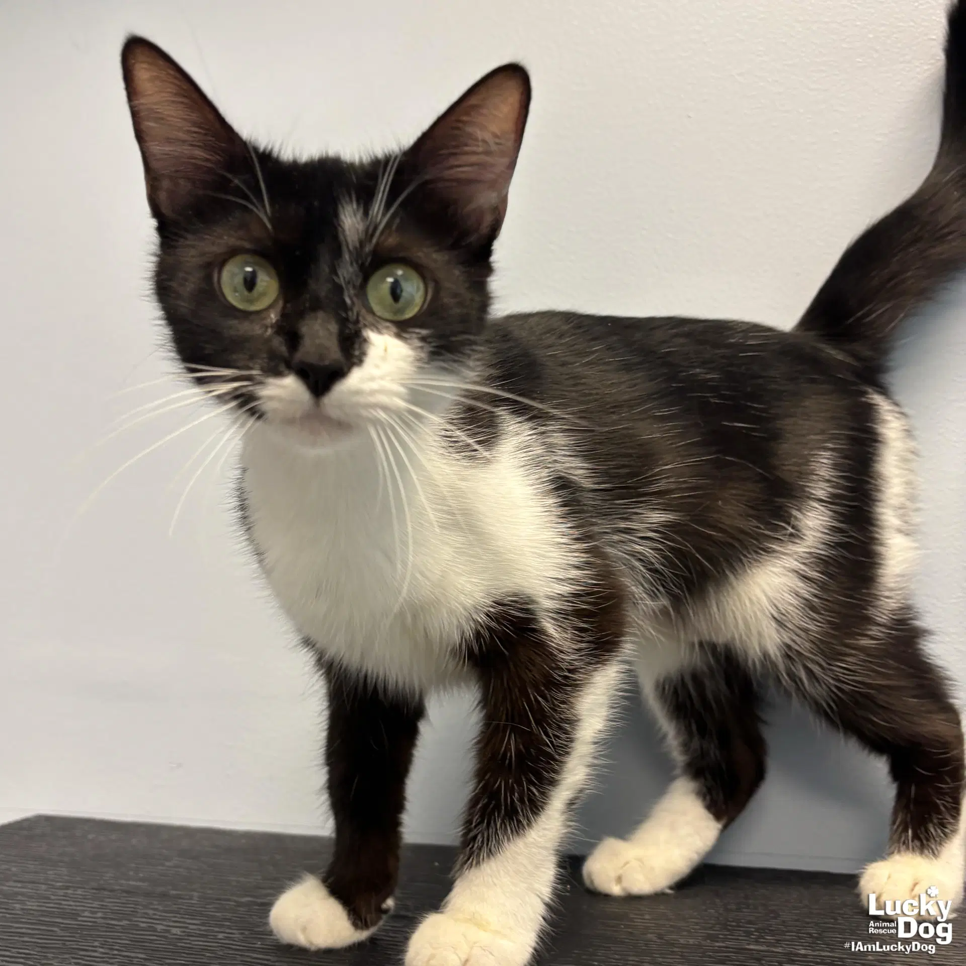 Burlina - Domestic Short Hair