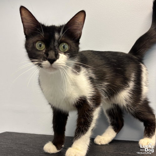 Burlina, Adult Domestic Short Hair / Mixed (short coat), cat for adoption in Manassas, Virginia