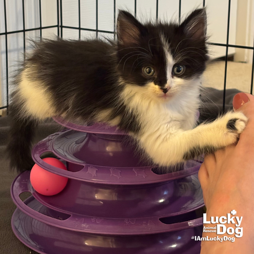 Split, Baby Domestic Long Hair / Mixed (long coat), cat for adoption in Annapolis, Maryland
