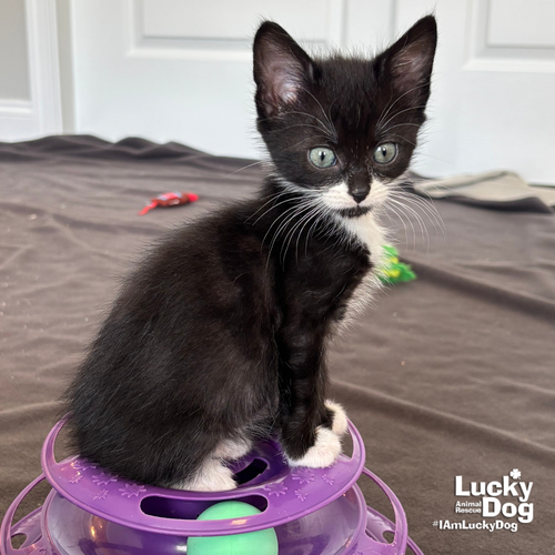 Sugar, Baby Domestic Short Hair / Mixed (short coat), cat for adoption in Annapolis, Maryland