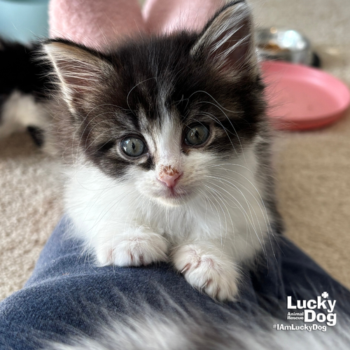 Sannie, Baby Domestic Medium Hair / Mixed (medium coat), cat for adoption in Annapolis, Maryland