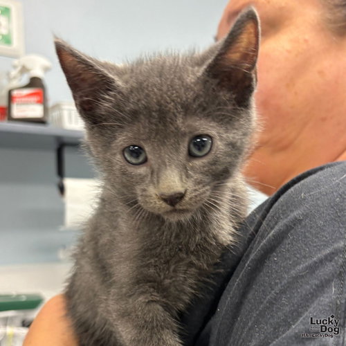 Dump Truck, Baby Domestic Short Hair / Mixed (short coat), cat for adoption in Bowie, Maryland