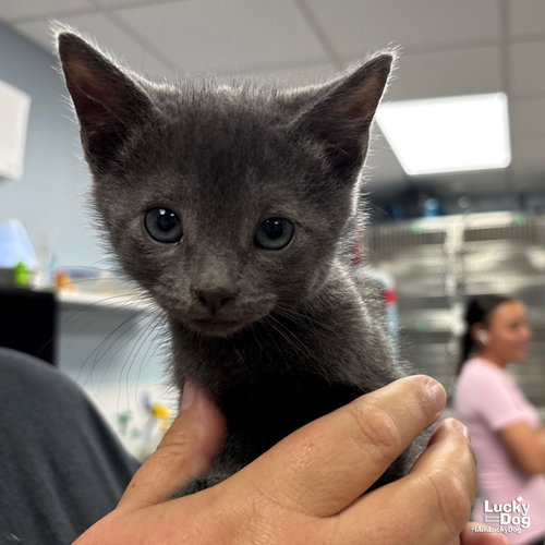 Dainty, Baby Domestic Short Hair / Mixed (short coat), cat for adoption in Bowie, Maryland