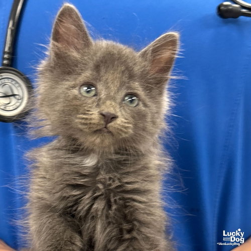 Daniel, Baby Domestic Long Hair / Mixed (long coat), cat for adoption in Bowie, Maryland