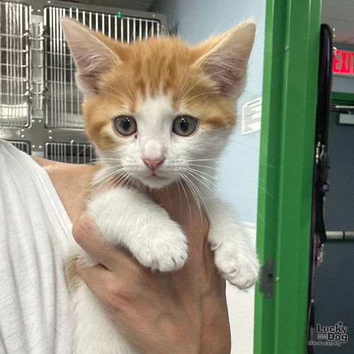 Winston, Baby Domestic Short Hair / Mixed (short coat), cat for adoption in Bowie, Maryland