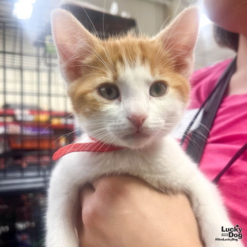 Winston, an adoptable Domestic Short Hair in Washington, DC