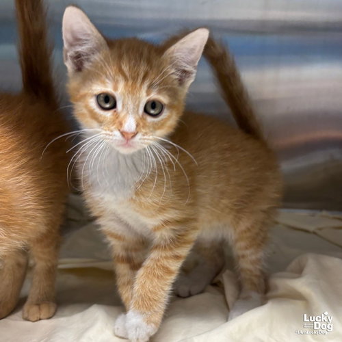 Watson, Baby Domestic Short Hair / Mixed (short coat), cat for adoption in Bowie, Maryland