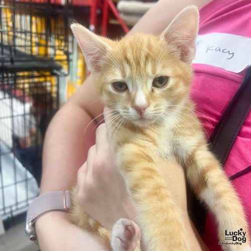 Watson, Baby Domestic Short Hair / Mixed (short coat), cat for adoption in Annapolis, Maryland