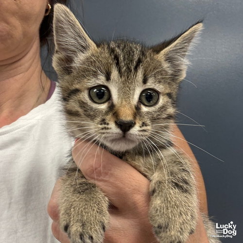 Wilma, Baby Domestic Short Hair / Mixed (short coat), cat for adoption in Bowie, Maryland