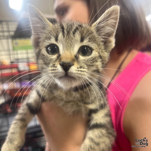 Wilma, Baby Domestic Short Hair / Mixed (short coat), cat for adoption in Annapolis, Maryland