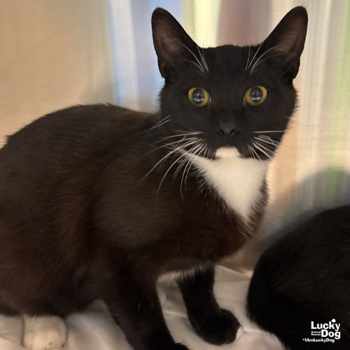 Topher, Young Domestic Short Hair / Mixed (short coat), cat for adoption in Bowie, Maryland