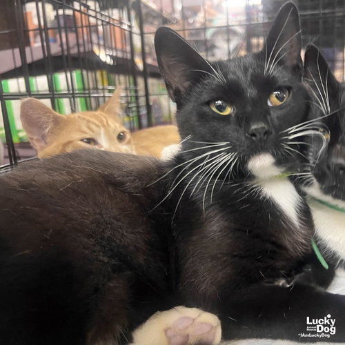 Topher, Young Domestic Short Hair / Mixed (short coat), cat for adoption in Annapolis, Maryland