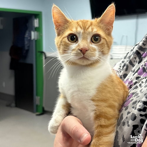 Tomato, Young Domestic Short Hair / Mixed (short coat), cat for adoption in Bowie, Maryland