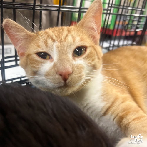 Tomato, an adoptable Domestic Short Hair in Washington, DC