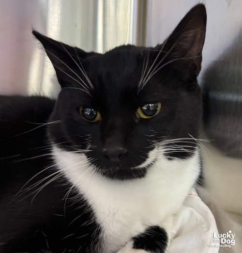 Taco, Young Domestic Short Hair / Mixed (short coat), cat for adoption in Bowie, Maryland