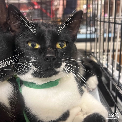 Taco, Young Domestic Short Hair / Mixed (short coat), cat for adoption in Annapolis, Maryland