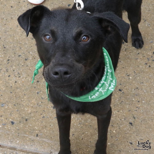 Milton, an adoptable Labrador Retriever in Washington, DC