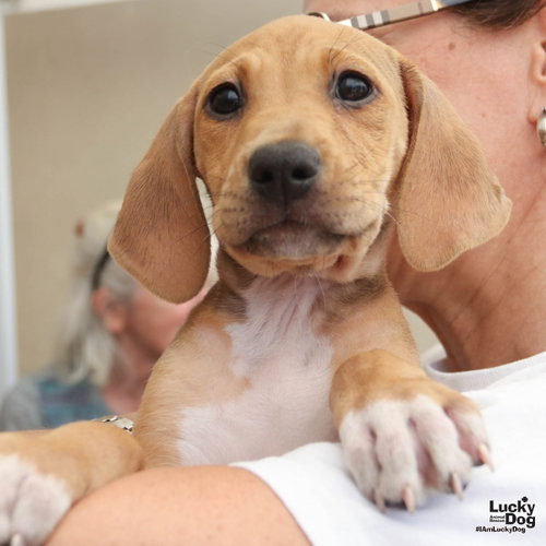 Wrigley, an adoptable Hound in Washington, DC