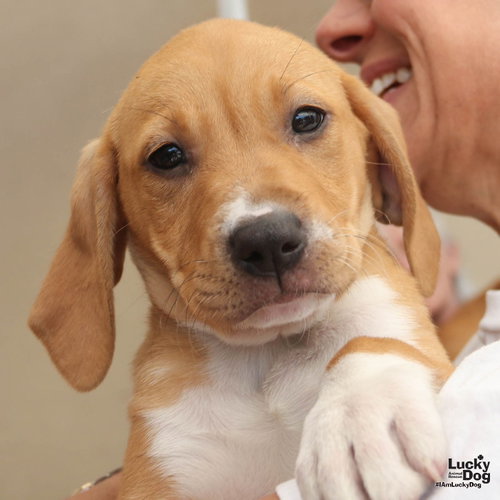 Winky, an adoptable Hound in Washington, DC