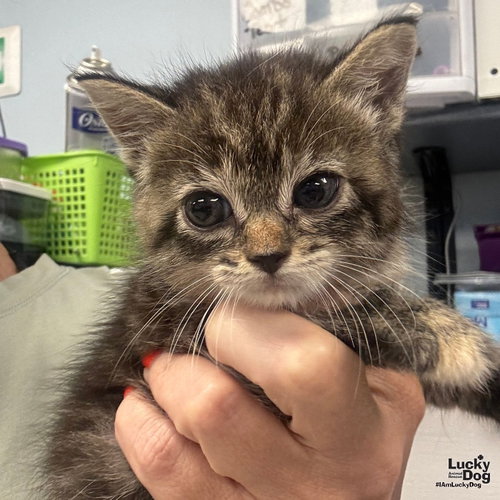Tilly, Baby Domestic Short Hair / Mixed (short coat), cat for adoption in Bowie, Maryland