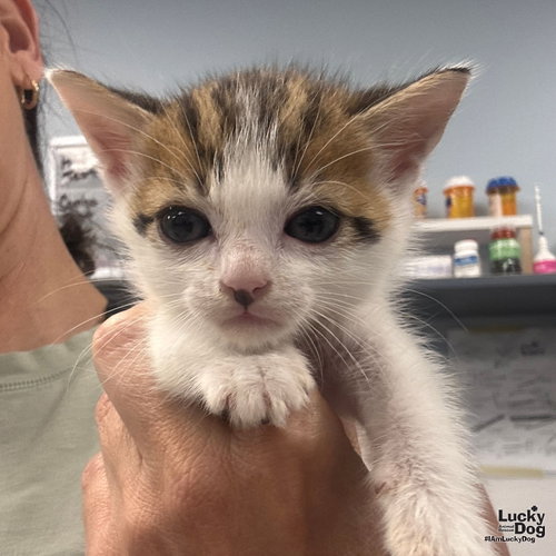 Tigger, Baby Domestic Short Hair / Mixed (short coat), cat for adoption in Bowie, Maryland
