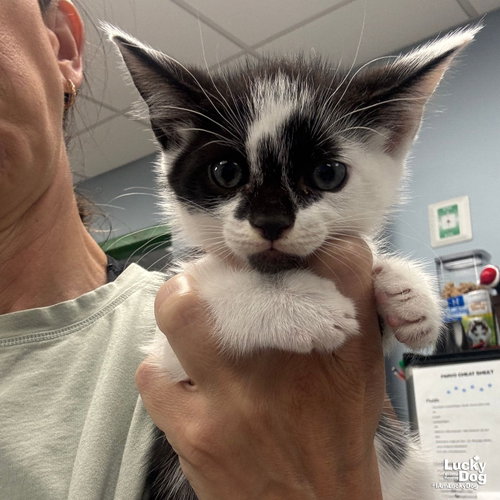 Ollie, Baby Domestic Short Hair / Mixed (short coat), cat for adoption in Bowie, Maryland