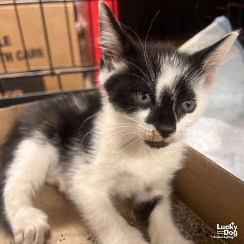 Ollie, Baby Domestic Short Hair / Mixed (short coat), cat for adoption in Annapolis, Maryland