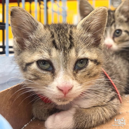 Hermione, Baby Domestic Short Hair / Mixed (short coat), cat for adoption in Annapolis, Maryland