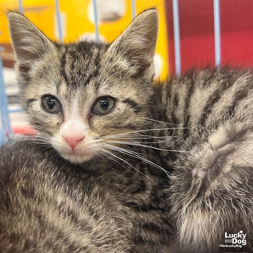 Harry, Baby Domestic Short Hair / Mixed (short coat), cat for adoption in Annapolis, Maryland