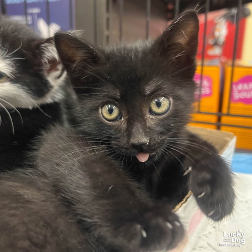 Mars, Baby Domestic Short Hair / Mixed (short coat), cat for adoption in Annapolis, Maryland