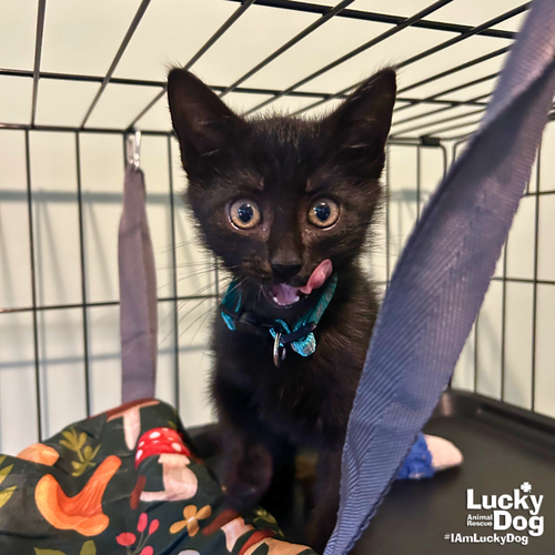 Mars, Baby Domestic Short Hair / Mixed (short coat), cat for adoption in Annapolis, Maryland