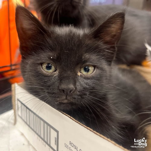 Mercury, Baby Domestic Short Hair / Mixed (short coat), cat for adoption in Annapolis, Maryland