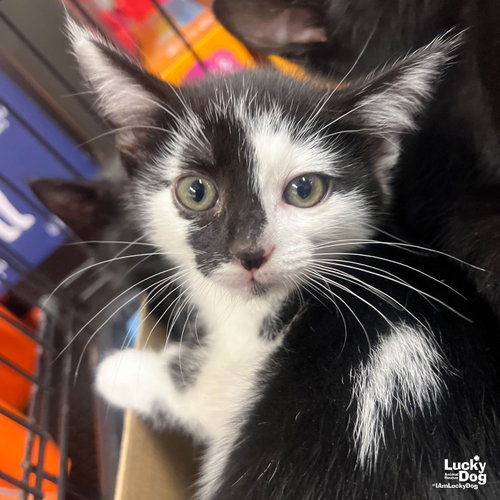 Meridian, Baby Domestic Short Hair / Mixed (short coat), cat for adoption in Annapolis, Maryland